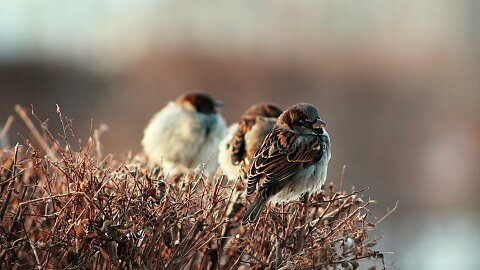 Men and Sparrows